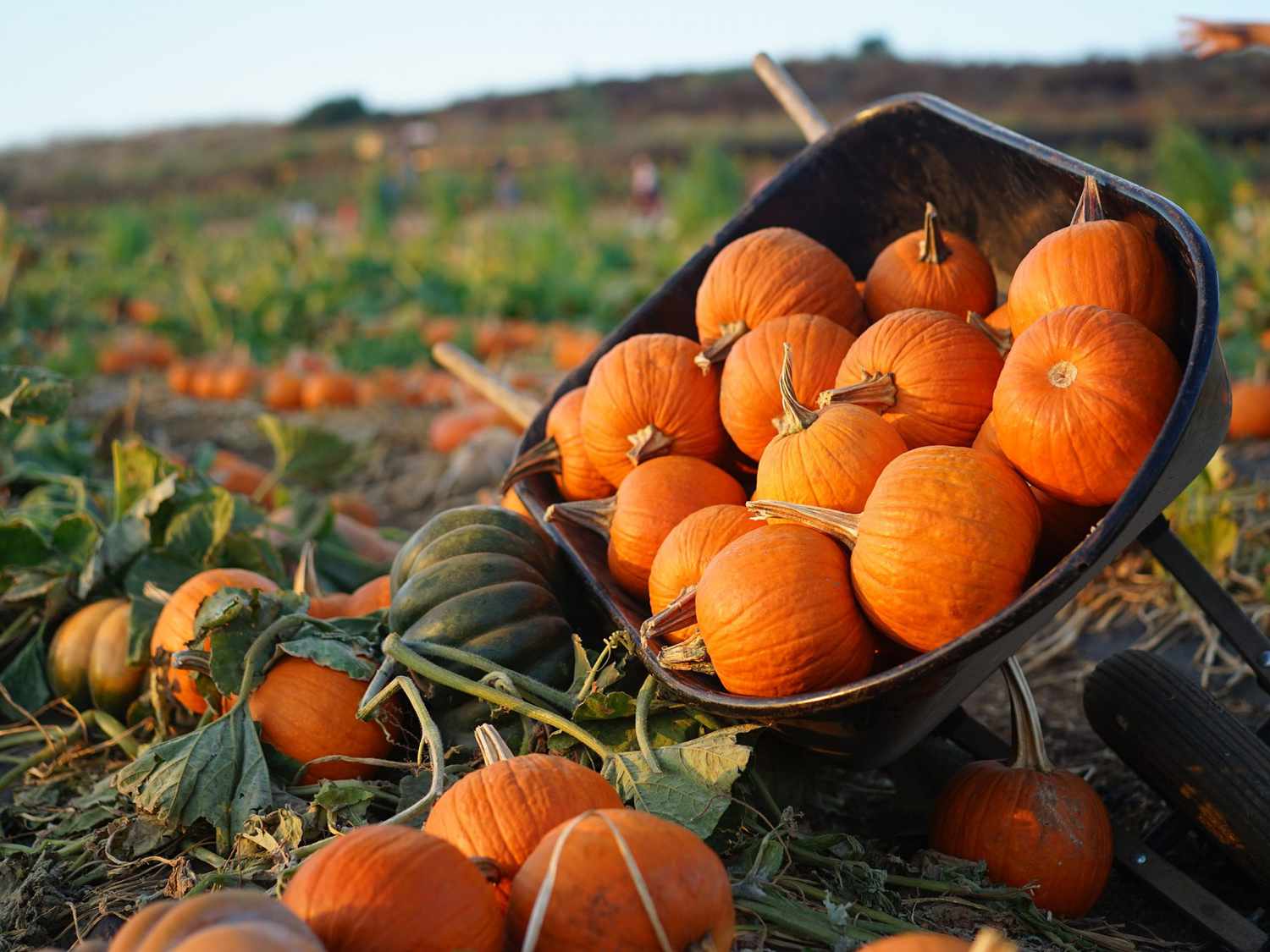 Is pumpkin a veg or fruit?